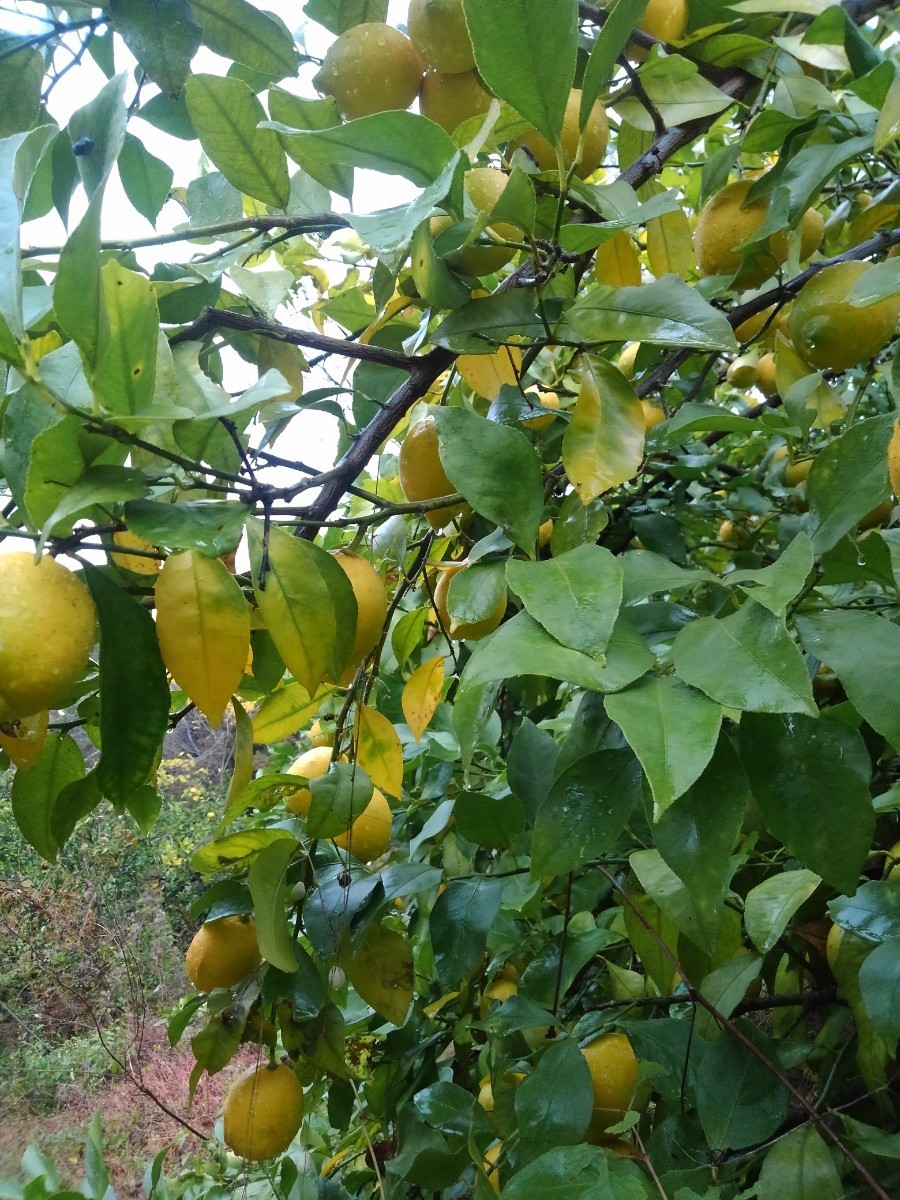 レモン　ほぼ無農薬です 和歌山産　品種かわりました少し小さなレモンですが果肉多いです。_画像2