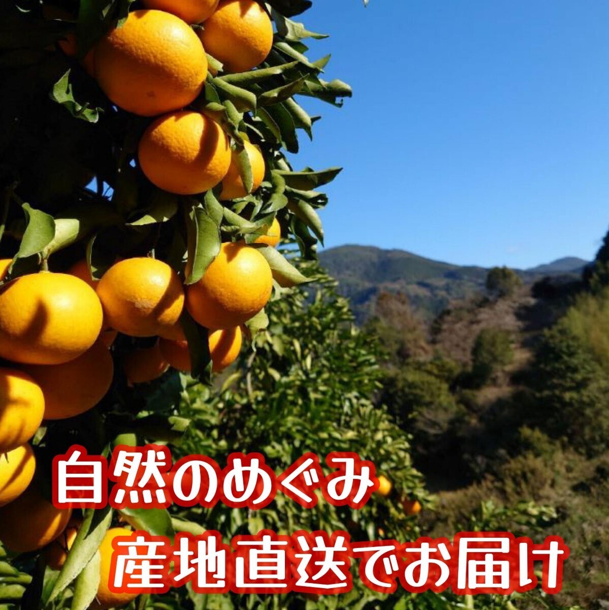 清見オレンジ　訳あり品　木熟　和歌山県産１０kg　_画像2