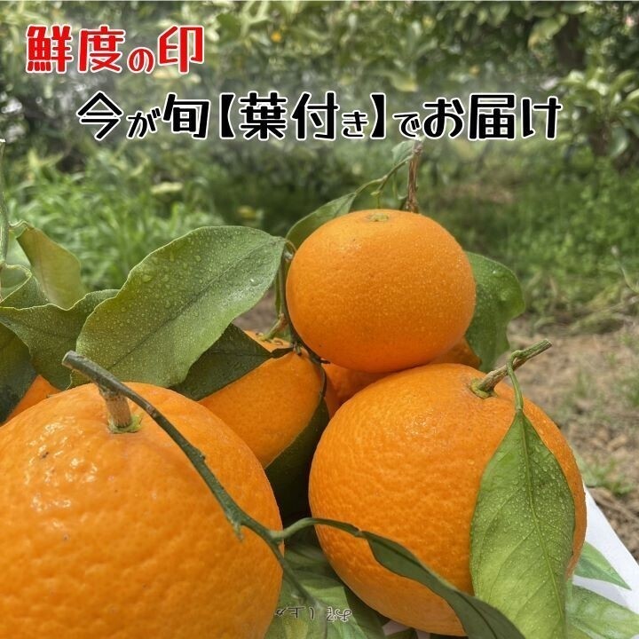 清見オレンジ 木熟 葉付き 家庭用 10kgの画像3