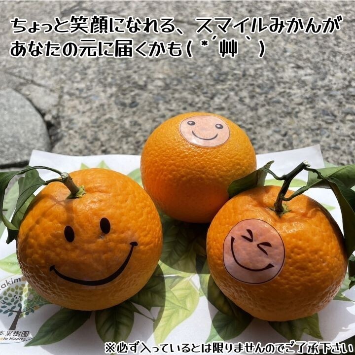 清見オレンジ 木熟 葉付き 家庭用 10kgの画像7
