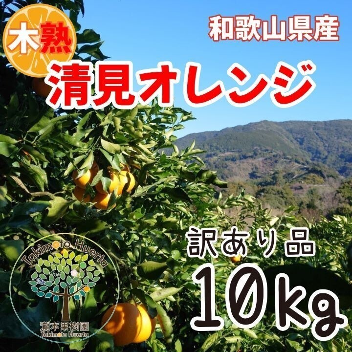 清見オレンジ　訳あり品　木熟　和歌山県産１０kg　_画像1