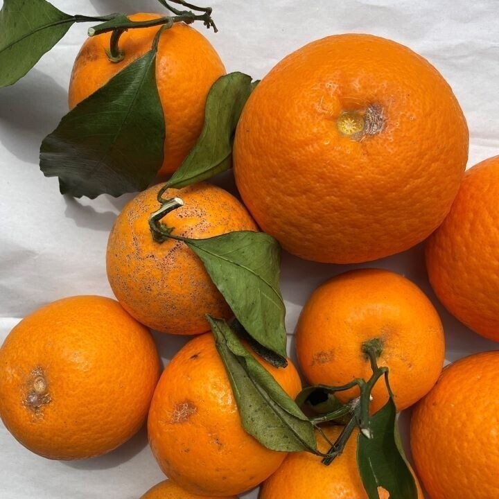 清見オレンジ　訳あり品　木熟　和歌山県産１０kg　_画像5