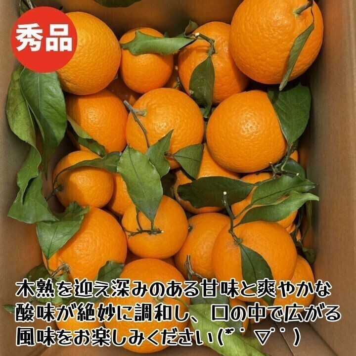 清見オレンジ　葉付き　秀品　贈答品 １０kg　木熟　和歌山県産_画像6