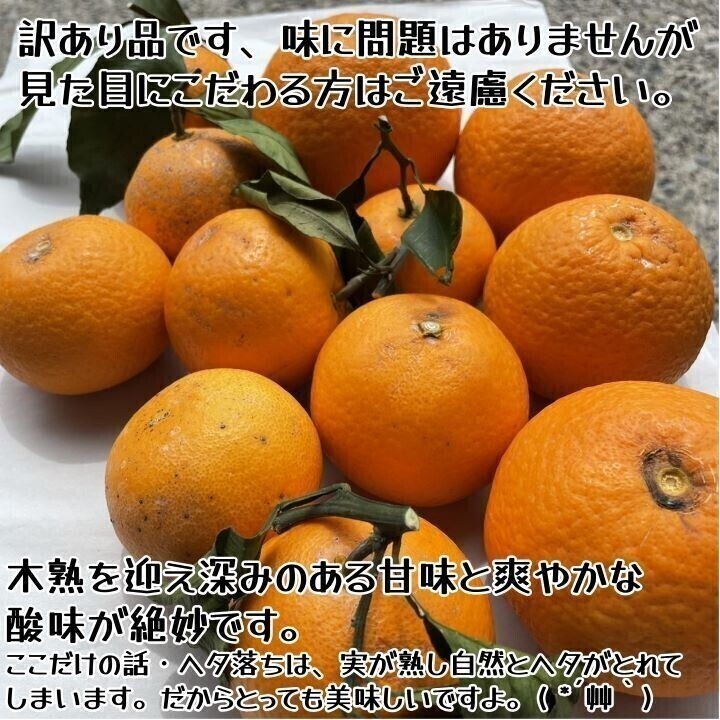 清見オレンジ 訳あり品 木熟 和歌山県産 １０kgの画像4