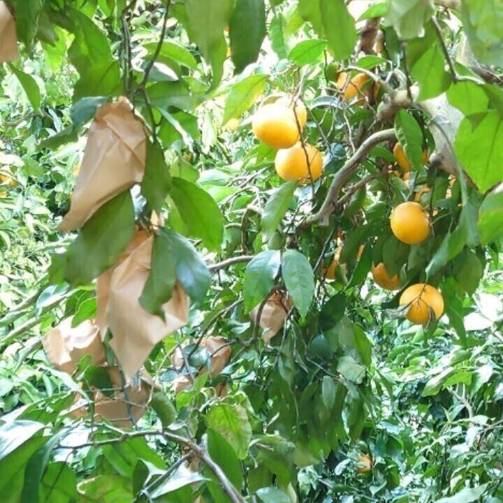 清見オレンジ 訳あり品 木熟 和歌山県産 １０kgの画像7