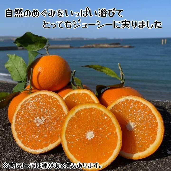 清見オレンジ 訳あり品 木熟 和歌山県産 １０kg の画像6