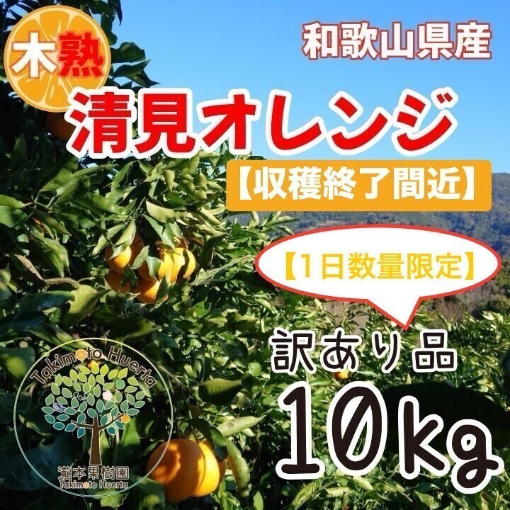 清見オレンジ 訳あり品 木熟 和歌山県産 １０kg の画像1