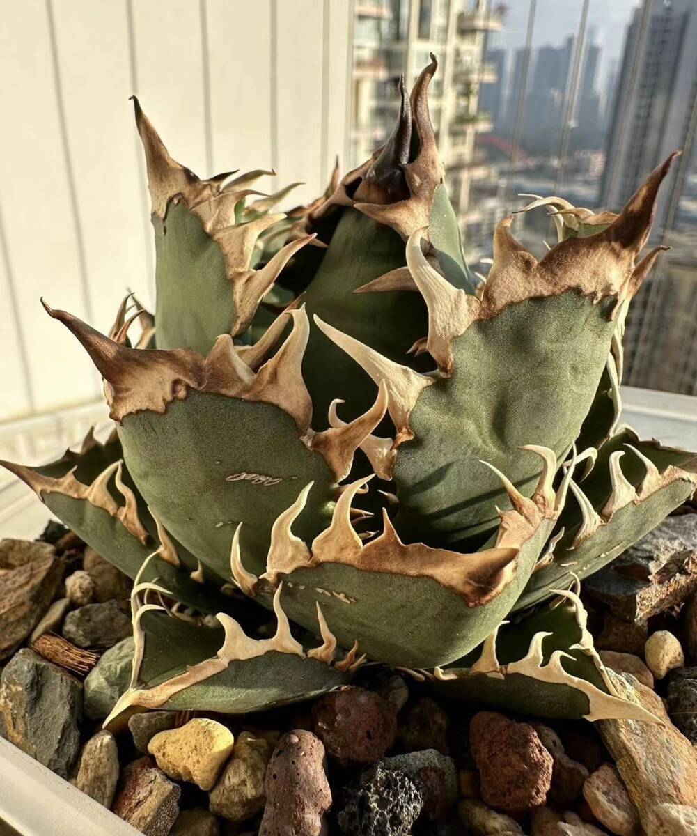 P46 多肉植物 Agave titanota Neanderthal アガベ　チタノタ　ネアンデルタール_画像1