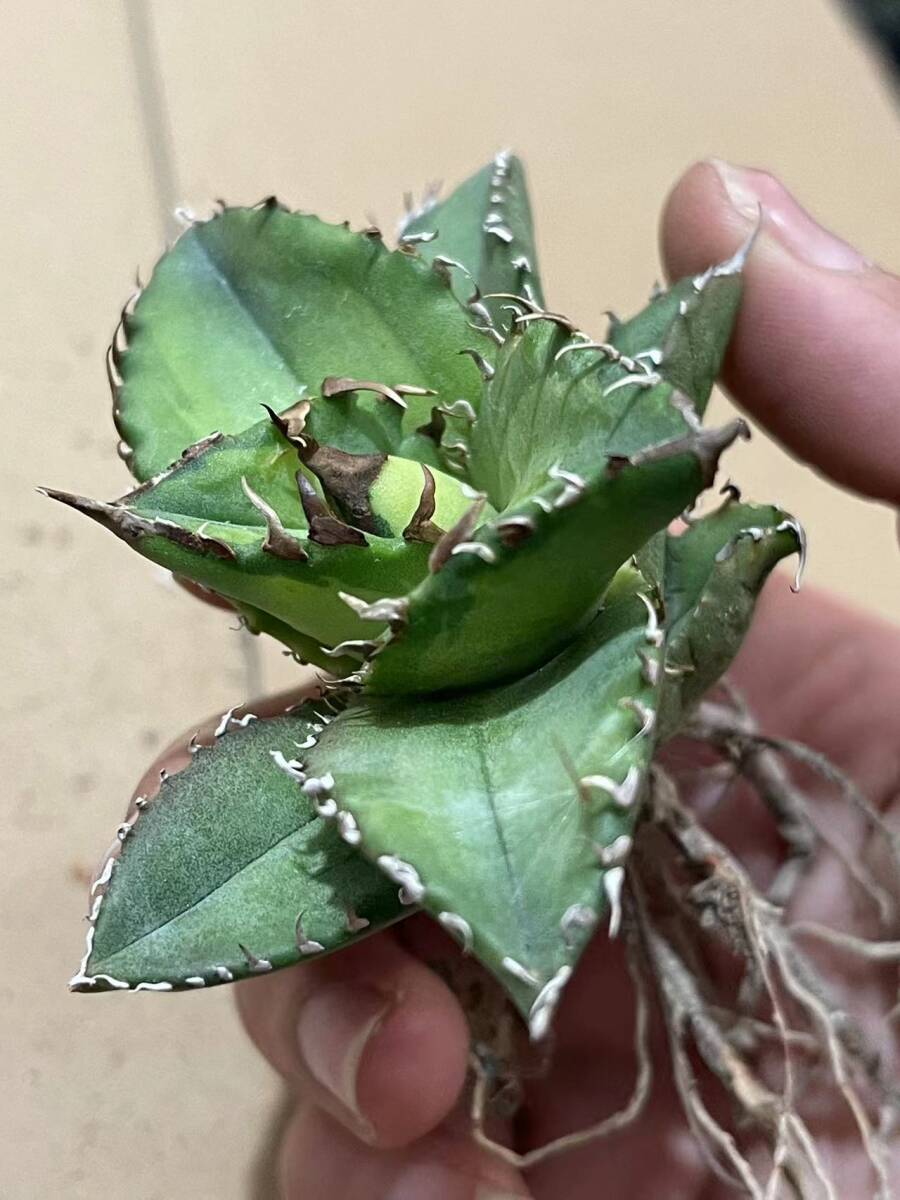 23 アガベチタノタ 大白鯊 発根済 大きめ良型子株 Agave ホオジロザメ( 検索 皇冠 包心龍 清桜 清櫻 スーパーチタノタ シーザー ハデス)の画像5