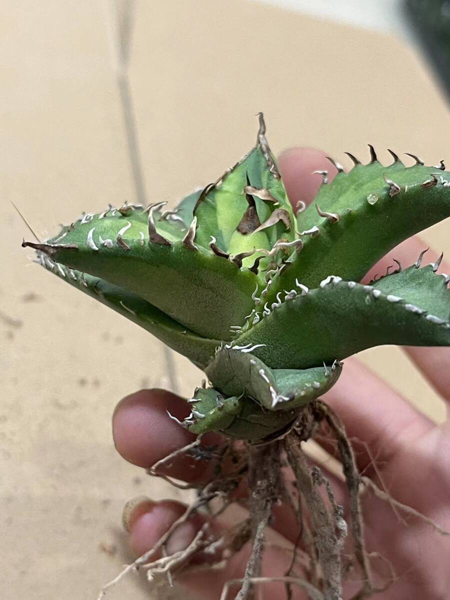 23 アガベチタノタ 大白鯊 発根済 大きめ良型子株 Agave ホオジロザメ( 検索 皇冠 包心龍 清桜 清櫻 スーパーチタノタ シーザー ハデス)の画像6