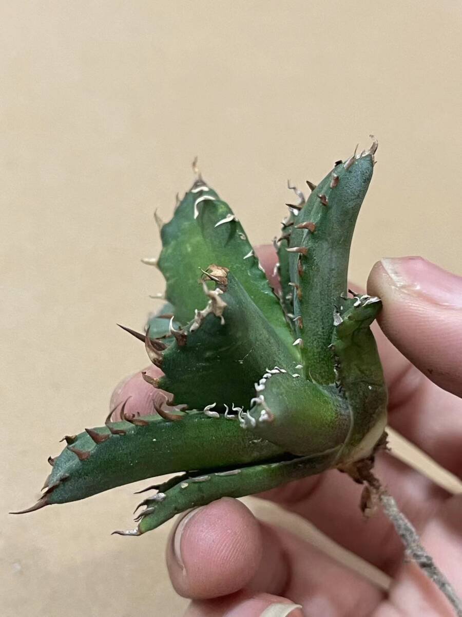 XB40多肉植物 高級品種 アガベ チタノタ 狼人_画像3