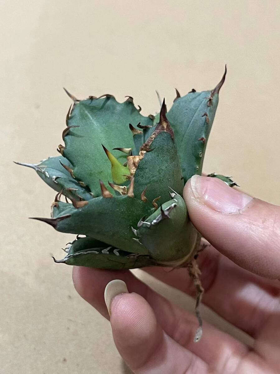 PY47 A46 多肉植物Agave titanota 巨獣 高級品種 アガベ チタノタ 巨獣 強棘 選抜 極上株の画像2