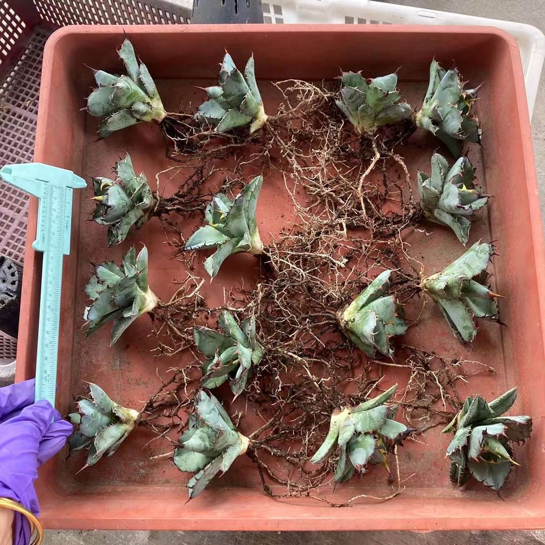 L1 special selection . stock agave chitanota black and blue finest quality goods reverse side . succulent plant 
