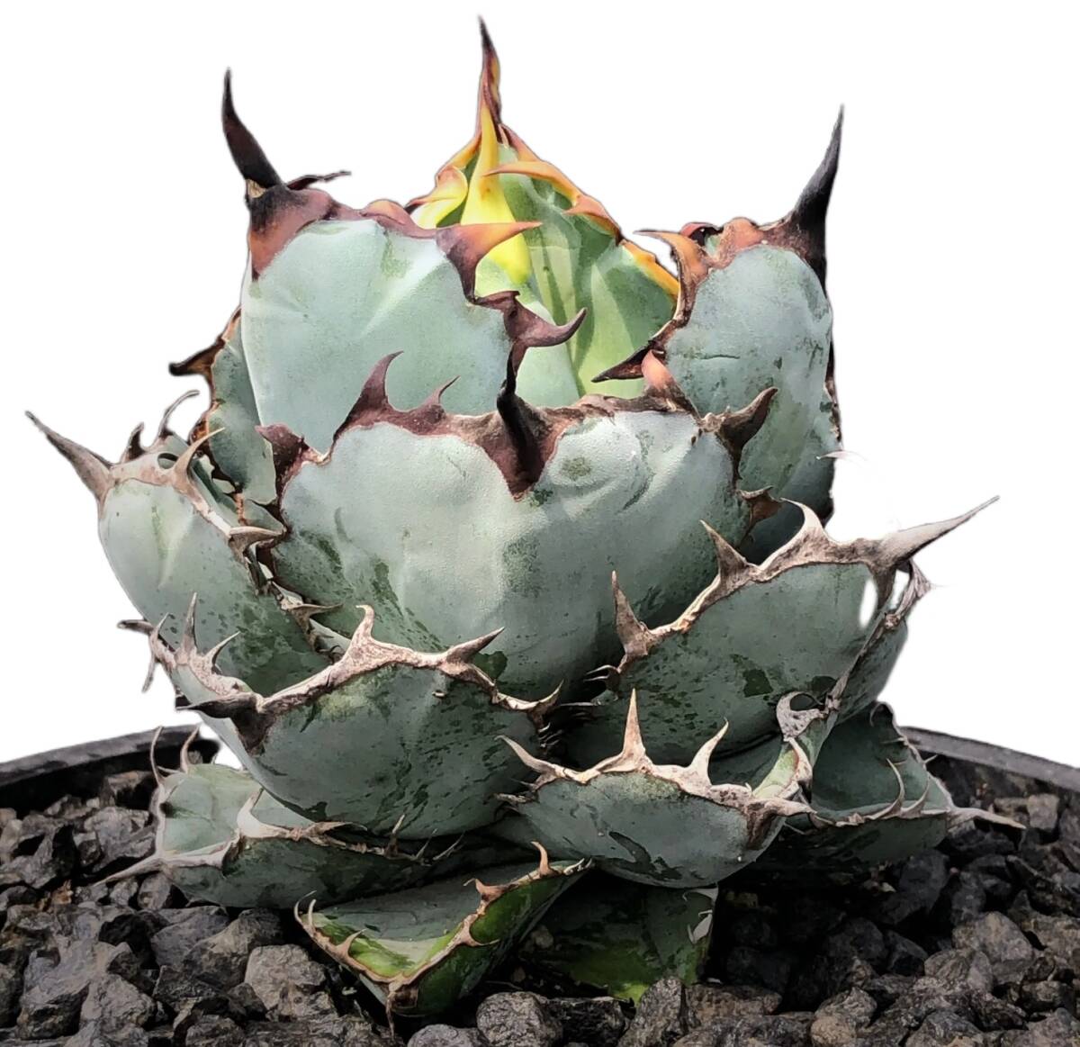 L1 special selection . stock agave chitanota black and blue finest quality goods reverse side . succulent plant 