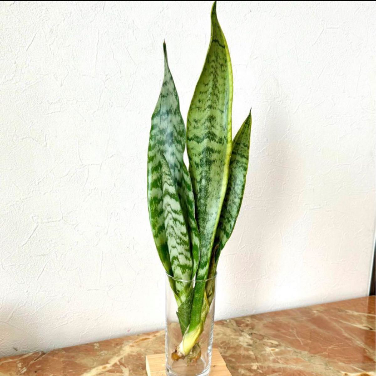 サンスベリア空気清浄交換2本セット　観葉植物　マイナスイオン　枯れない