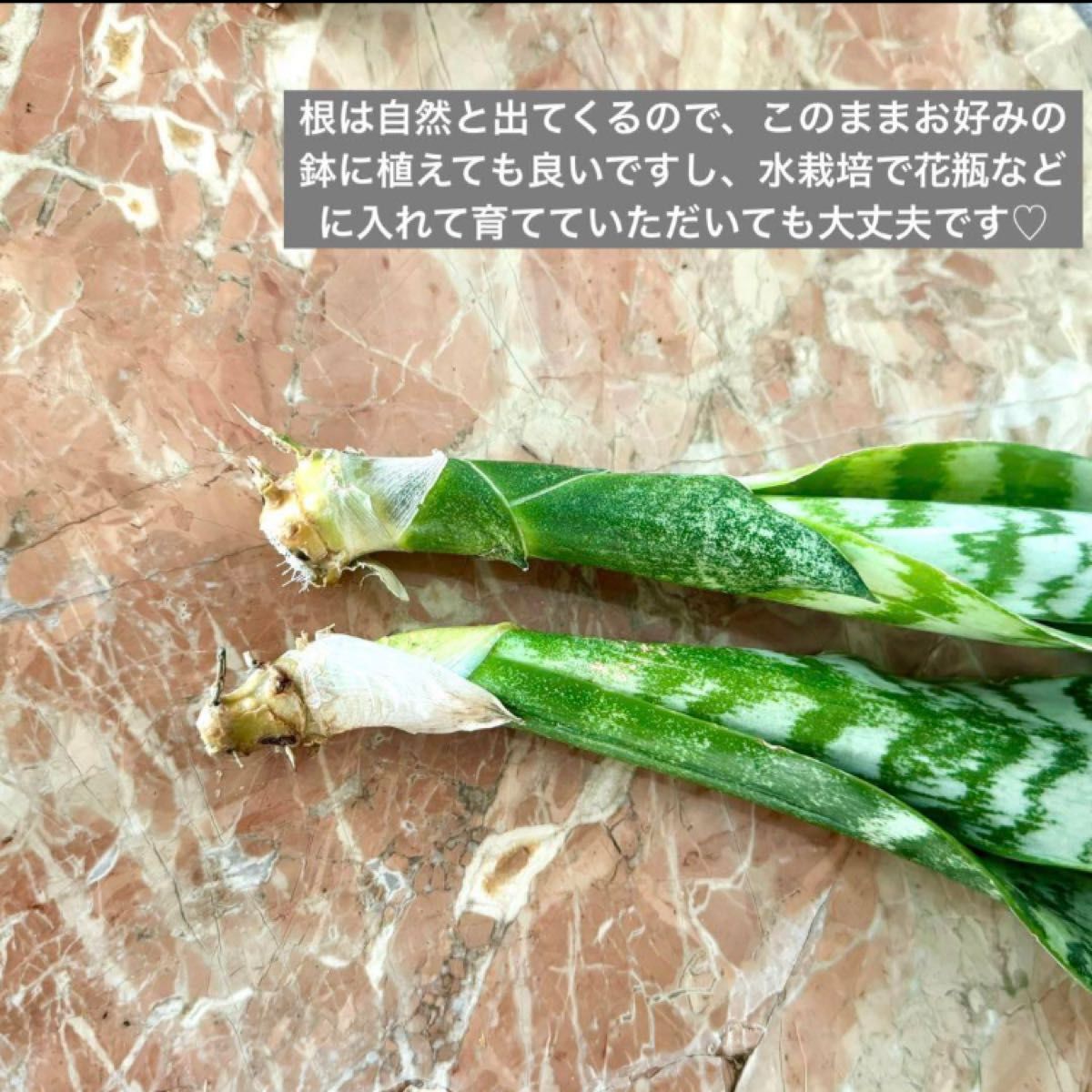 サンスベリア空気清浄交換2本セット　観葉植物　マイナスイオン　枯れない