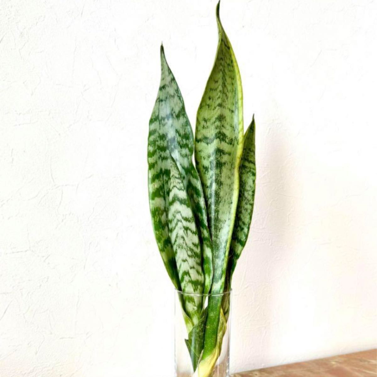 サンスベリア空気清浄2本セット　観葉植物　マイナスイオン　枯れない