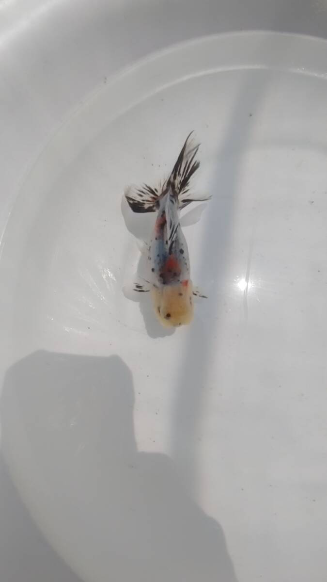 [ K K M ] 鈴木東錦 参歳魚 1匹 自家繁殖 種 観賞用 動画ありの画像1