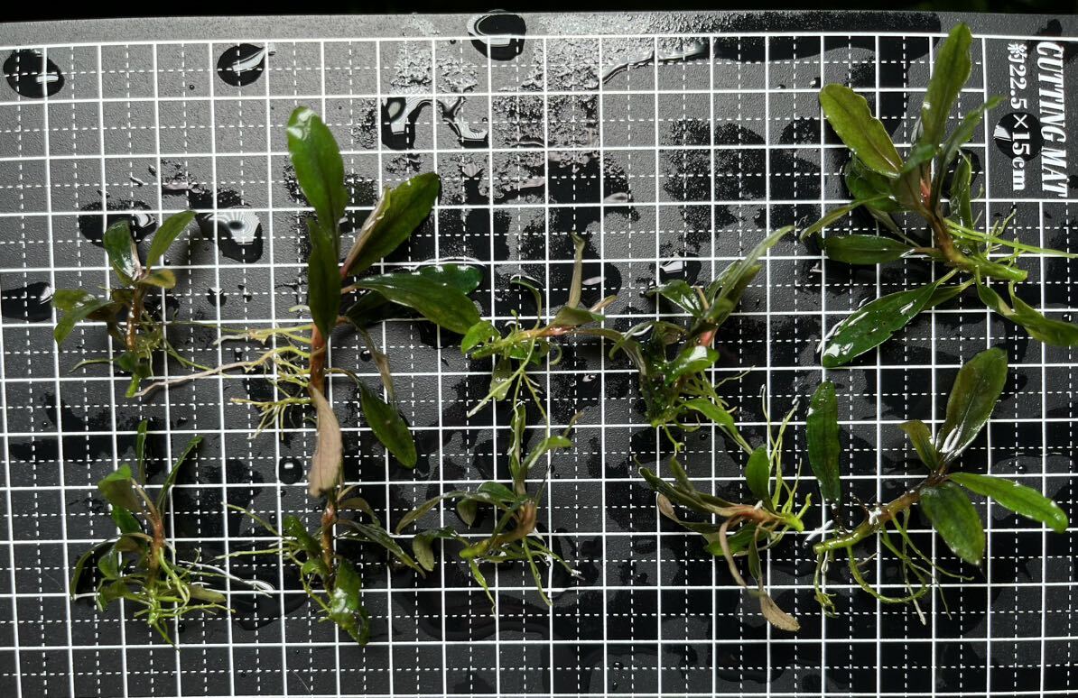 Bucephalandra sp.”kualakuayan Type1” 10株 水中葉　ブセファランドラ クアラクアヤン1 大量_画像1