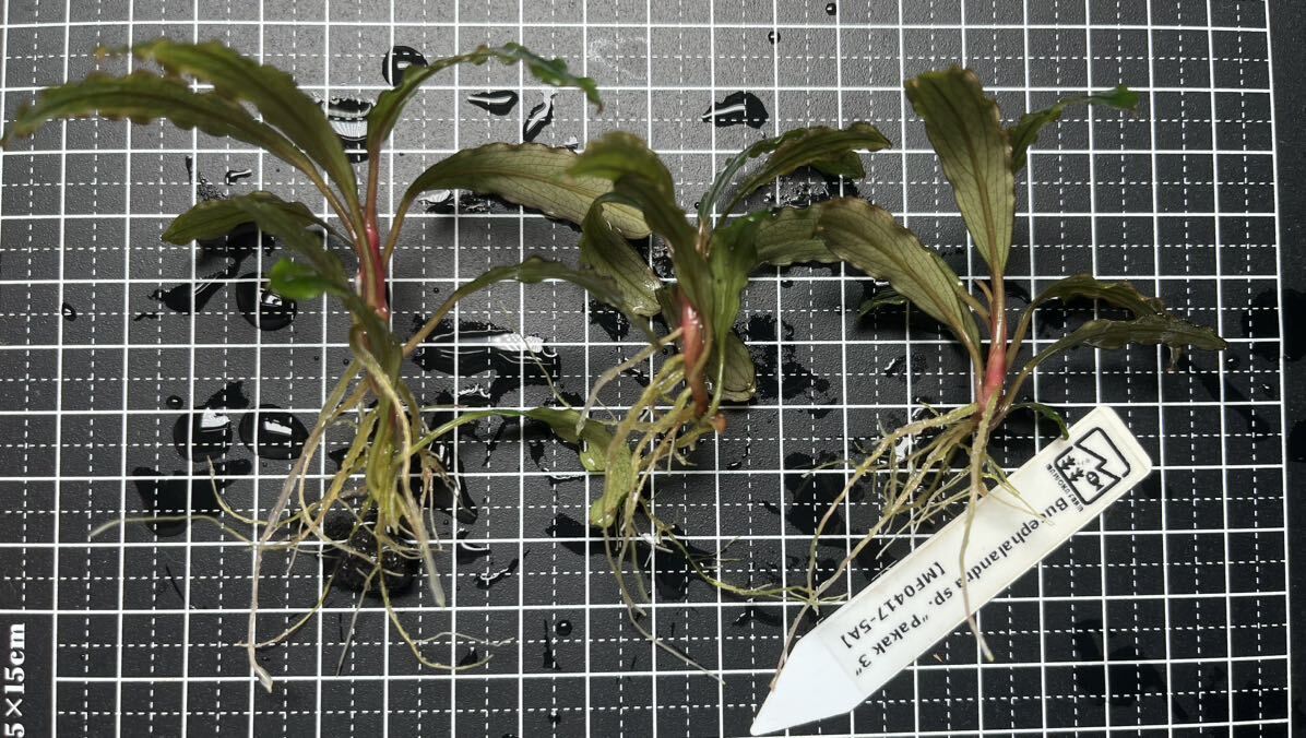 Bucephalandra sp. “Pakak 3” 【MF0417-5A】3株　ブセファランドラ MF便　水中葉_画像1