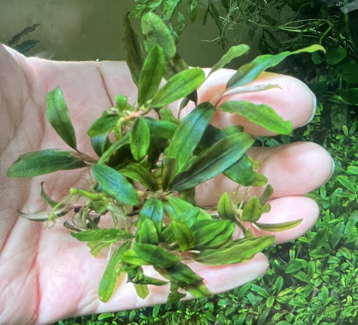 Bucephalandra sp.”kualakuayan Type1” 10株 水中葉　ブセファランドラ クアラクアヤン1 大量_画像4
