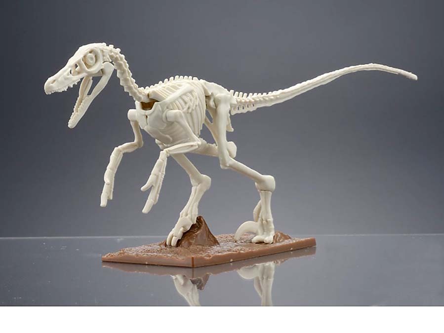 * Bandai (BANDAI) dinosaur model pra nosaurus[verokilaptoru(1 body )]( construction body ..Ver. not for sale ) new goods unused 