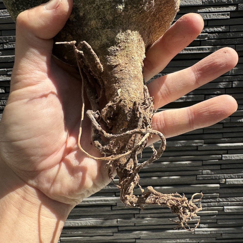 【AG018】アデニア・グロボーサ（ベアルート株）輸入直後 塊根植物 アフリカの画像6