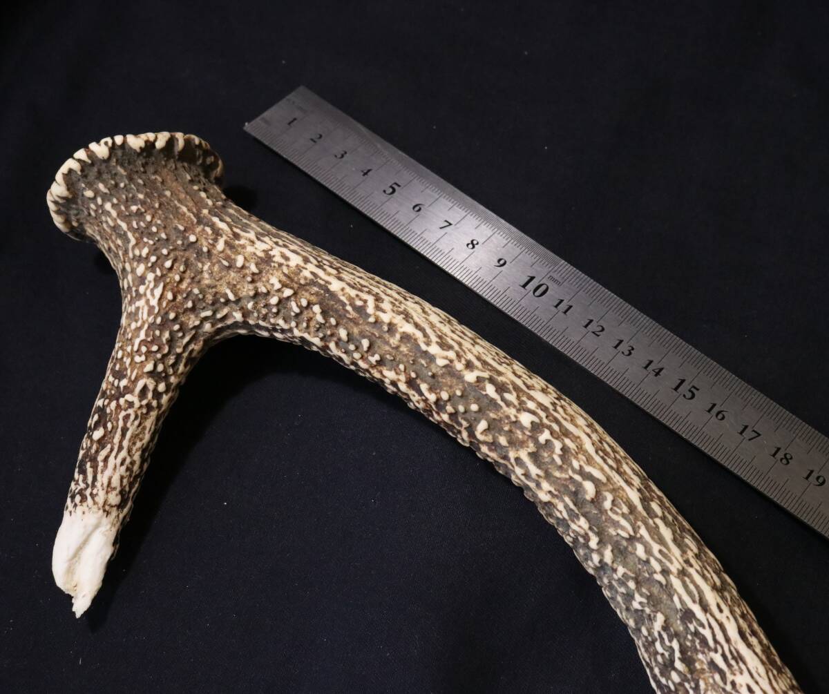 全長約27cm 鹿角ハンドル材 『鉈の柄やナイフ製作に』天然スタッグ材料_画像8