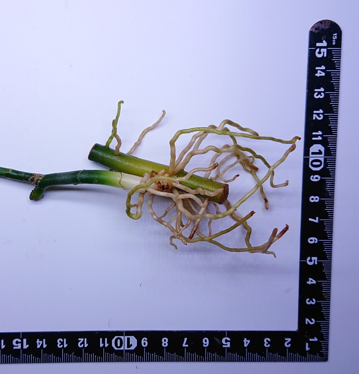 アグラオネマ コルセア Aglaonema pictum Corsair 【AZ0216-1d 】の画像8