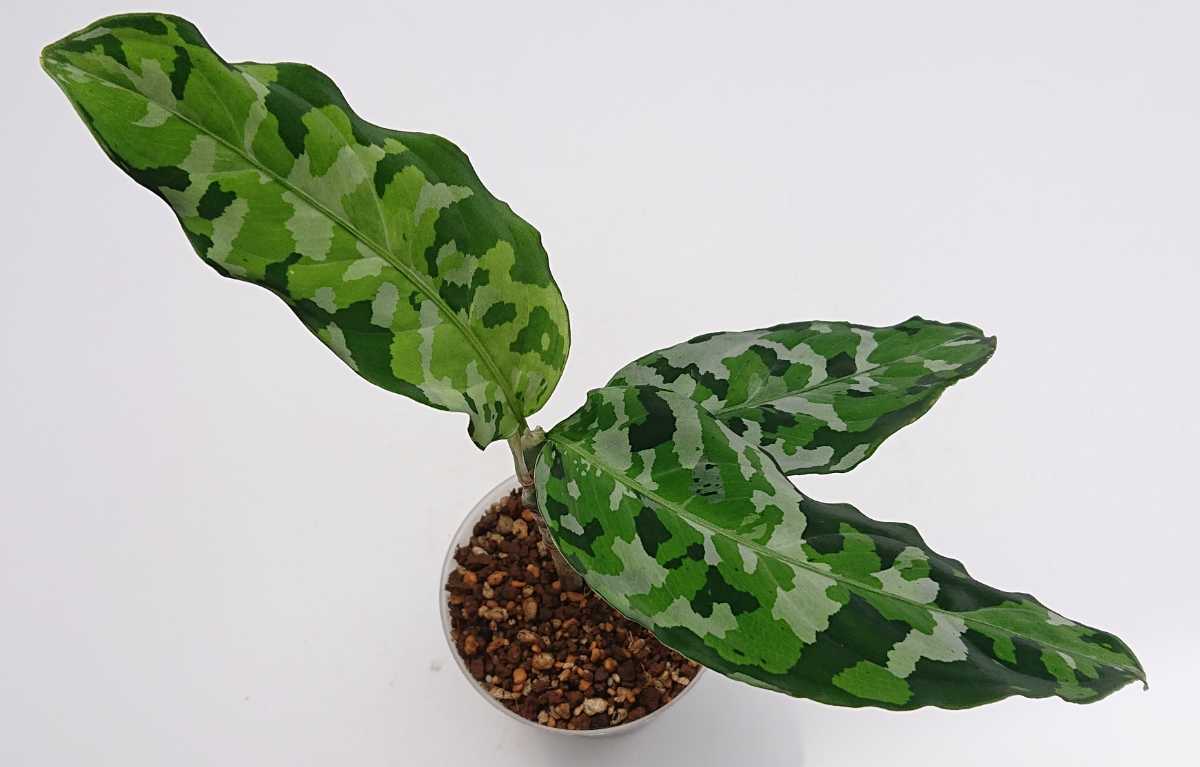 アグラオネマ Aglaonema アンダマンポートブレア北部地域産 NO .１の画像10