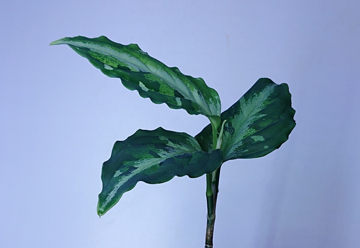 アグラオネマ コルセア Aglaonema pictum Corsair 【AZ0216-1d 】の画像5