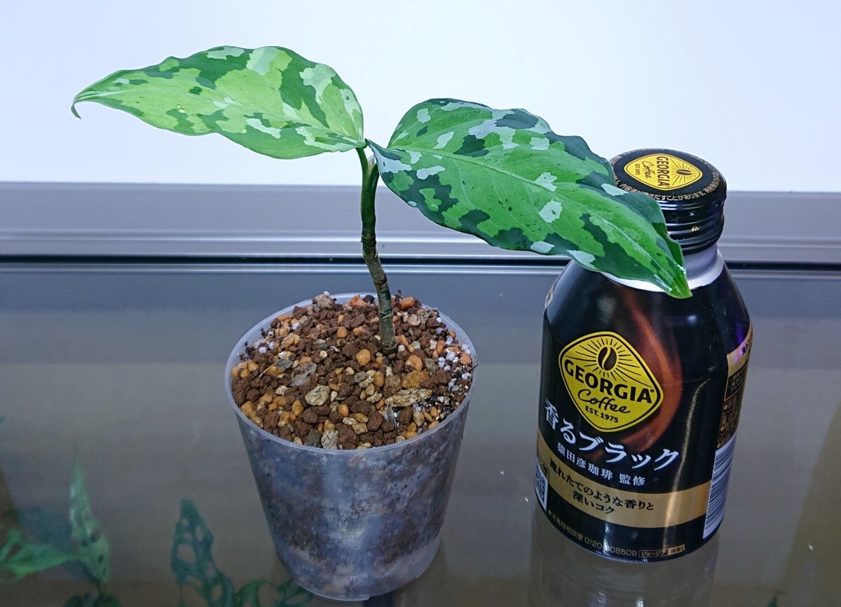 アグラオネマ Aglaonema アンダマンポートブレア北部地域産 NO .２の画像7