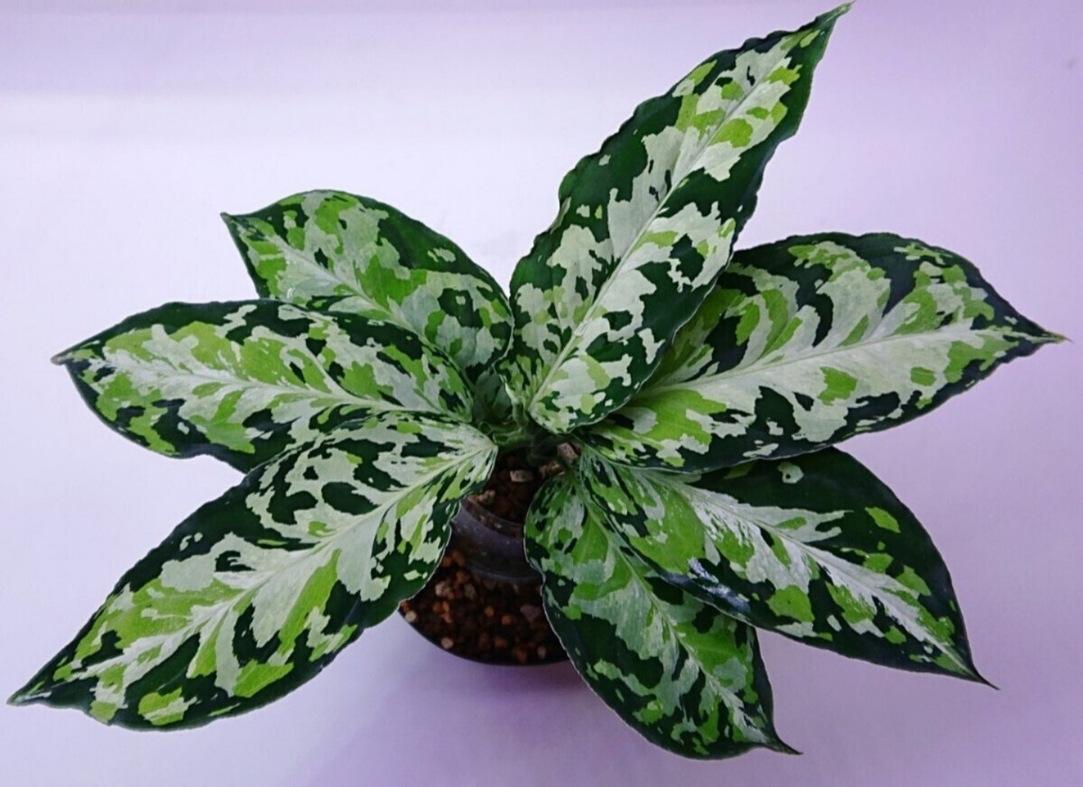 アグラオネマ ラプラス Aglaonema pictum Laplace UC Sibolga timur【AZ0213-5C】大きめなサイズの画像9