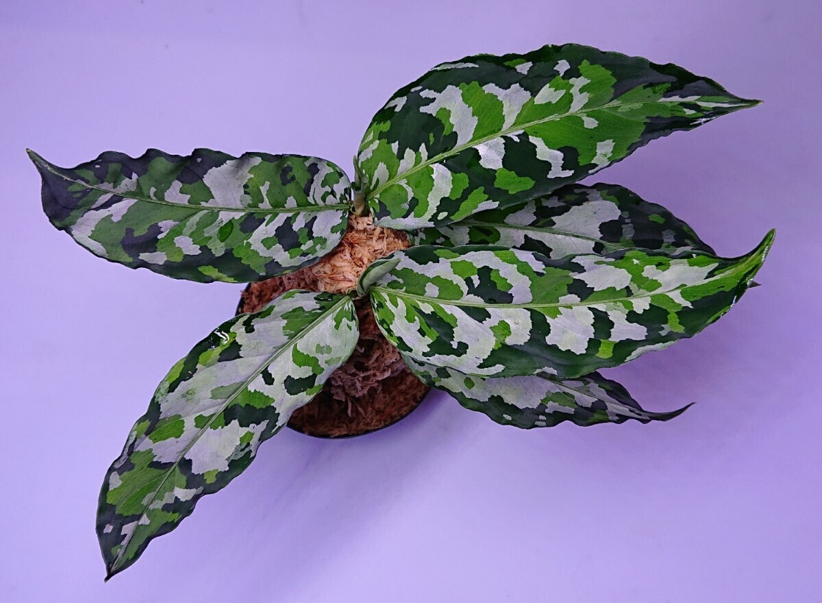 アグラオネマ Aglaonema pictum tricolor “Deep Forest” アグラオネオネマ ディープ フォレスト の画像1
