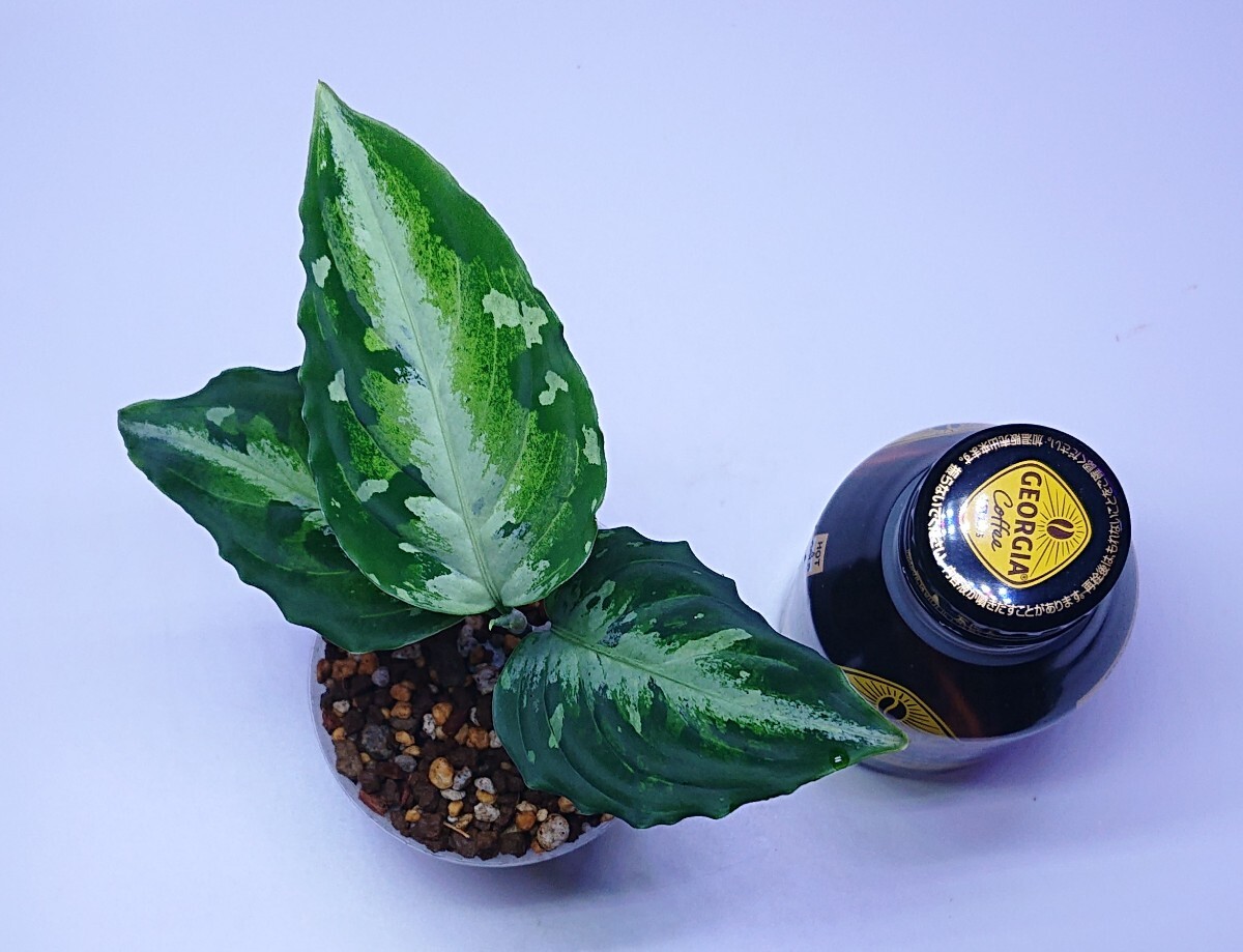 アグラオネマ コルセア Aglaonema pictum Corsair 【AZ0216-1d 】_画像3