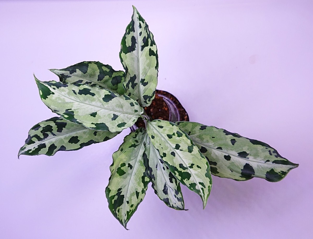 アグラオネマ クシャトリヤ Aglaonema pictum Kshatriya UC from sibolga timur 【AZ 0313-1f】の画像1