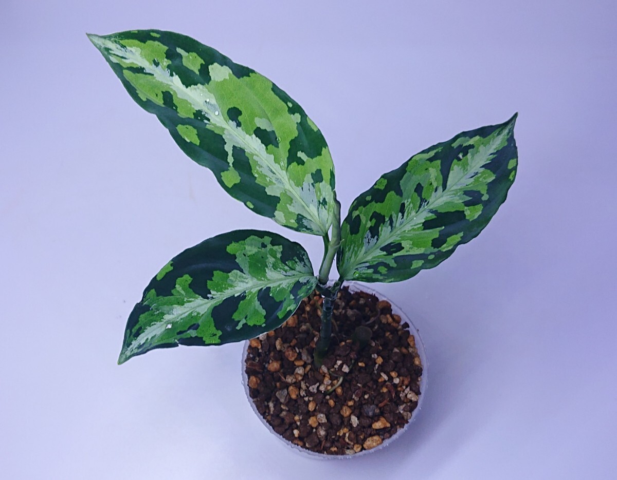 アグラオネマ ラプラス Aglaonema pictum Laplace UC Sibolga timur【AZ0213-5C】ドリル付きの画像4