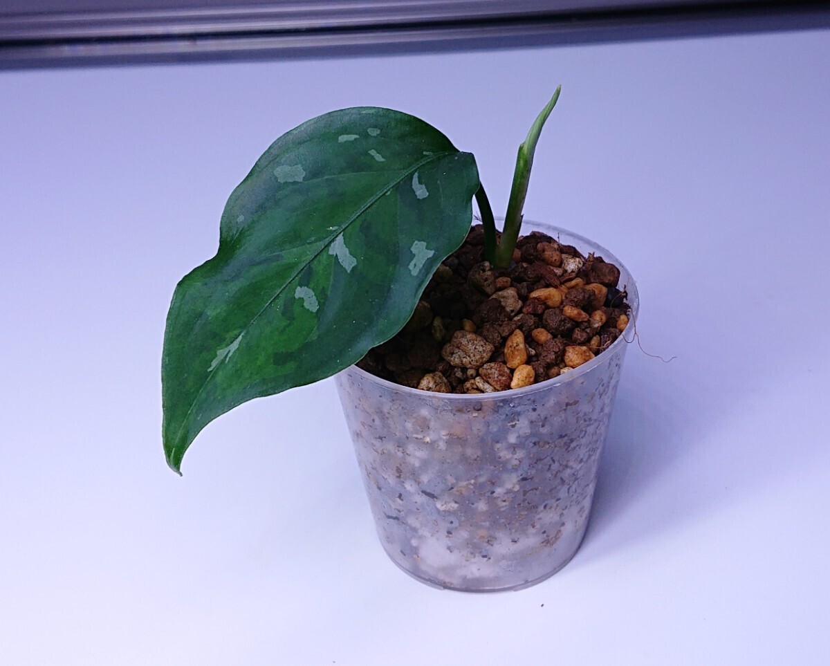 アグラオネマ Aglaonema pictum tricolor “Deep Forest” アグラオネオネマ ディープ フォレスト の画像2