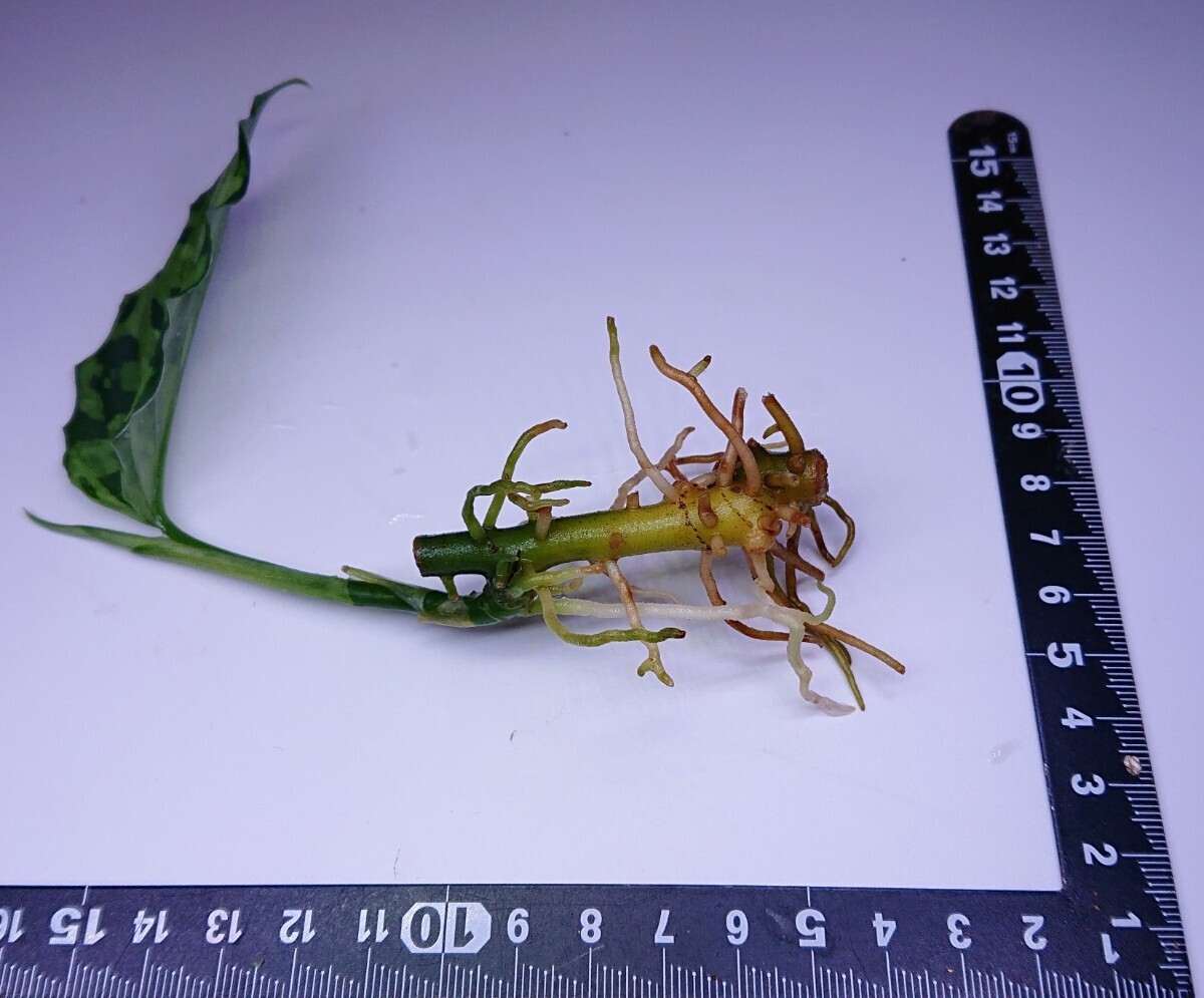 アグラオネマ  クシャトリヤ Aglaonema pictum Kshatriya UC from sibolga timur 【AZ 0313-1f】の画像7