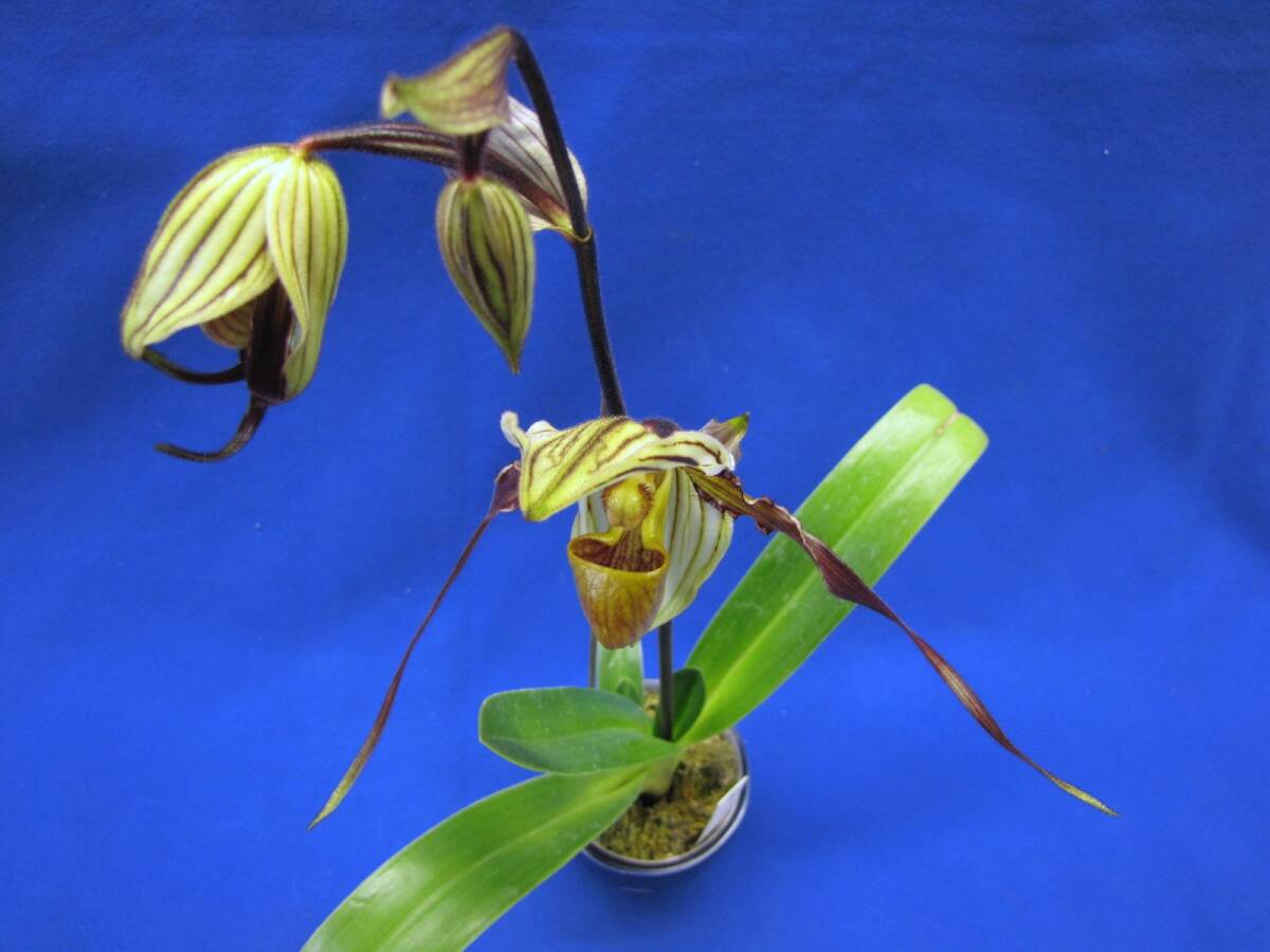 Paph.Saint Swithin選別品_画像3