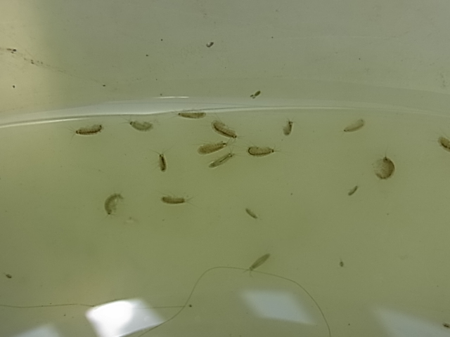 ヨコエビ 餌用 水槽のお掃除用 50匹 2～5ミリサイズの画像4