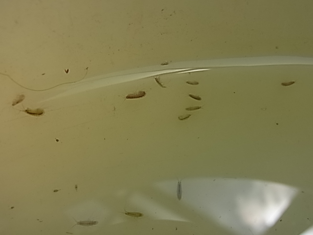 ヨコエビ 餌用 水槽のお掃除用 50匹 2～5ミリサイズの画像2