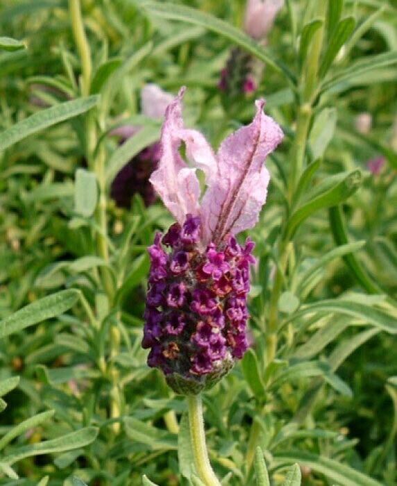 ラベンダー　バルセロナローズ　花の種　フレンチラベンダー_画像1