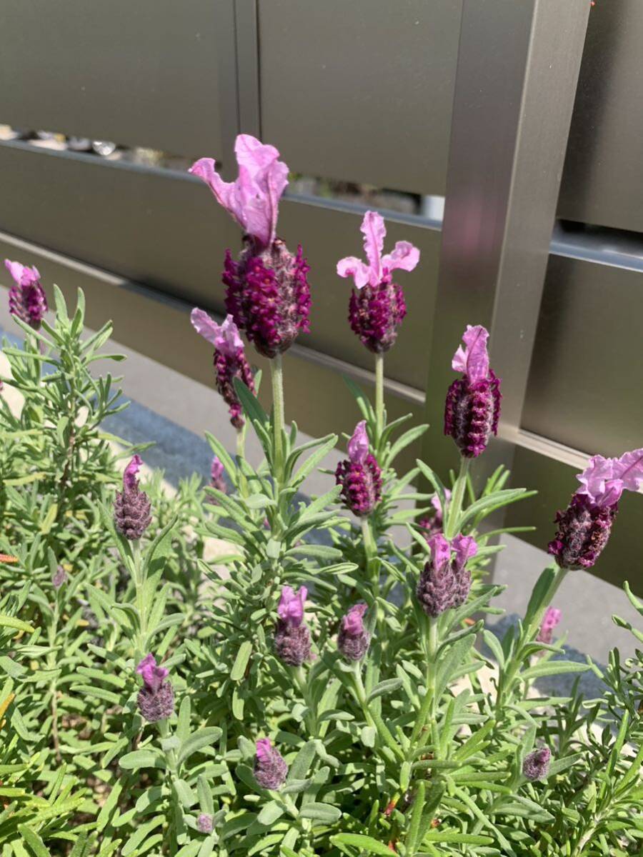 ラベンダー　バルセロナローズ　花の種　フレンチラベンダー_画像2