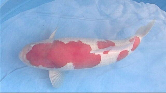 2.古澤養魚場 紅白9～11cm 20尾 当歳の画像8