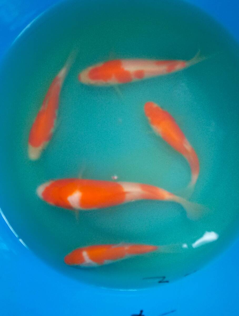 古沢養魚場　厳選紅白　9～18cm　5尾　当歳_画像2