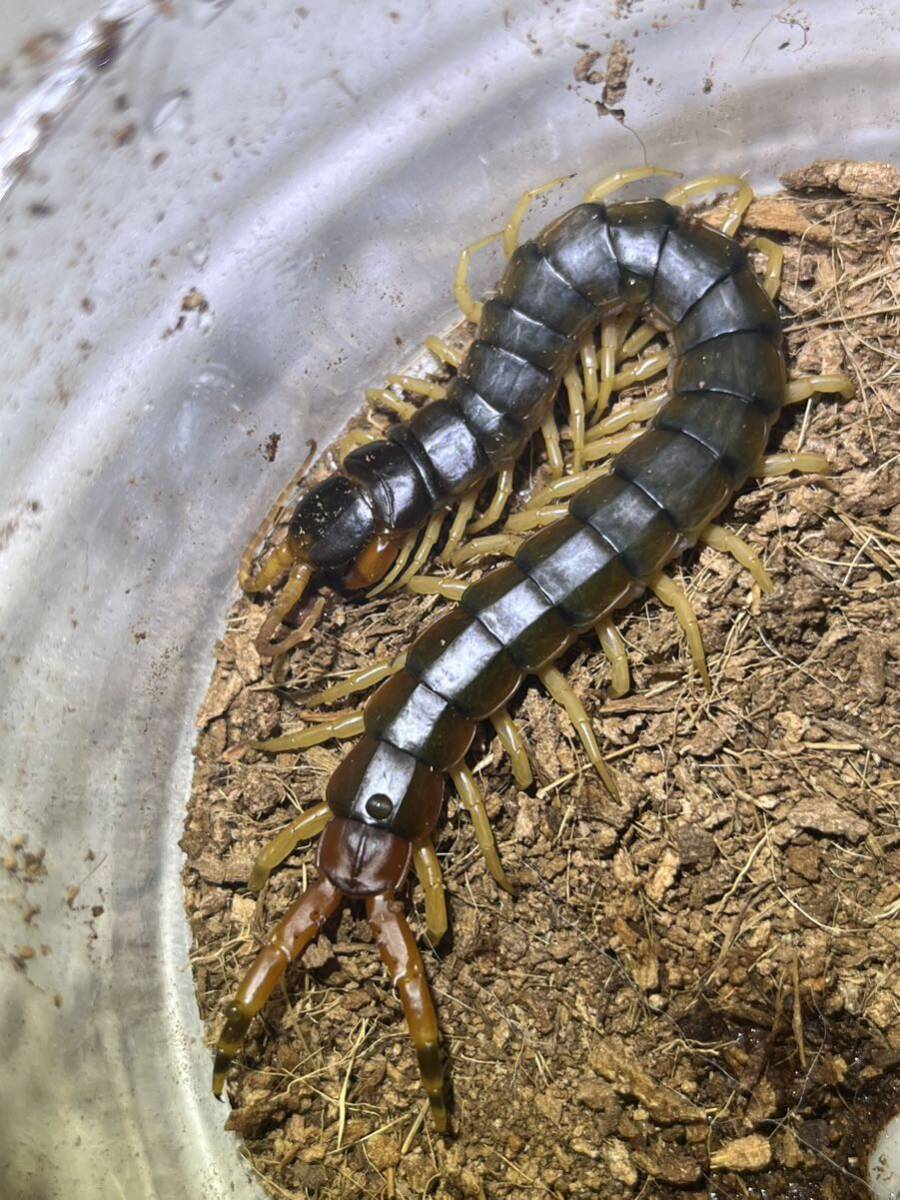 ブラジリアンレッドファットテールセンチピード Scolopendra virdicornis全長15cm程 WC ムカデサソリヤスデカマキリマンティスタランチュラの画像4