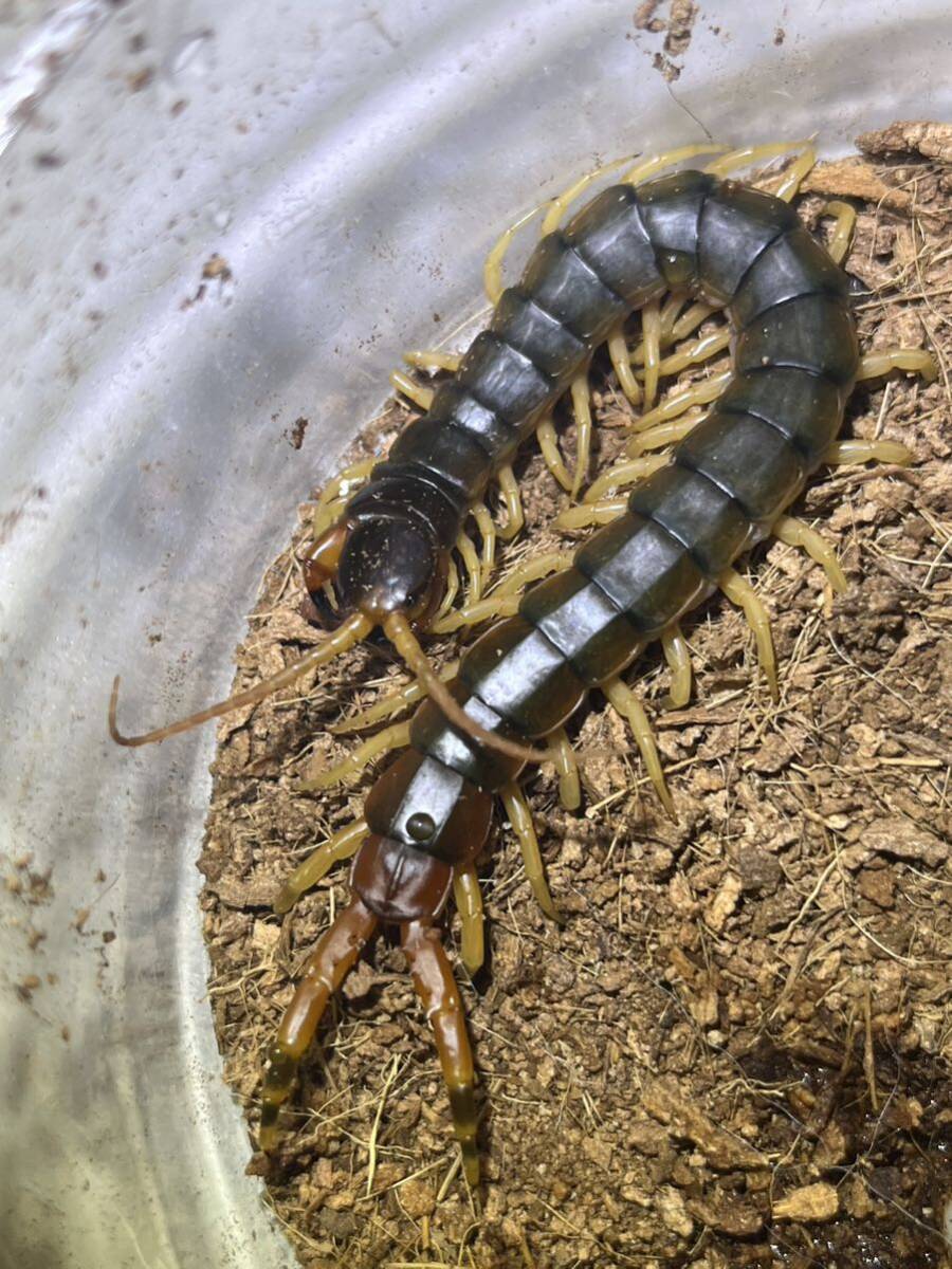 ブラジリアンレッドファットテールセンチピード Scolopendra virdicornis全長15cm程 WC ムカデサソリヤスデカマキリマンティスタランチュラの画像5