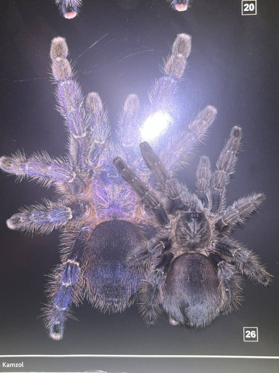 【♀確定】タラポトピンクトゥツリースパイダータランチュラ Avicularia merianae LS10cm程 ムカデセンチピードサソリウデムシカマキリ奇虫の画像7