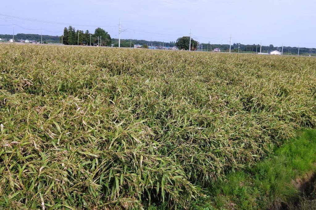 ハトムギ農家の手作り精白はとむぎ(栃木県産）1kg_橋本農園のはとむぎ畑